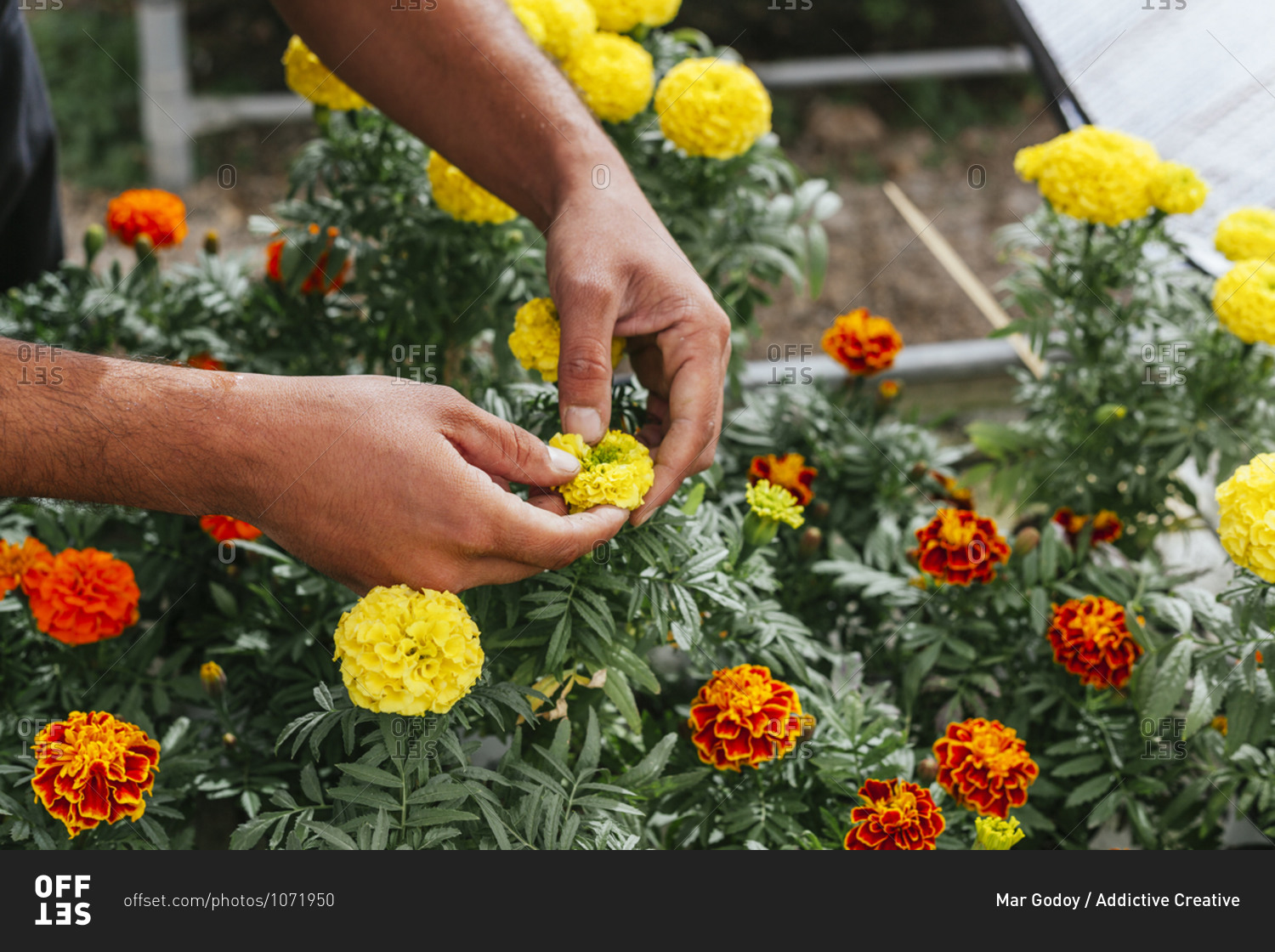 Unrecognizable male gardener in apron caring for yellow Marigold flowers while working in greenhouse