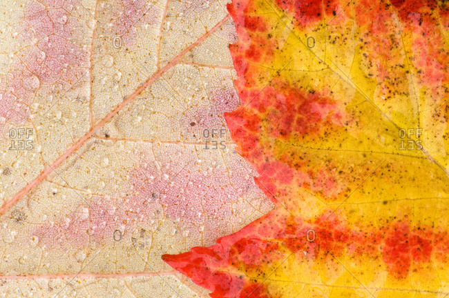 Closeup of a pair of Scarlet maple Acer rubrum leaves as they turn color in Autumn