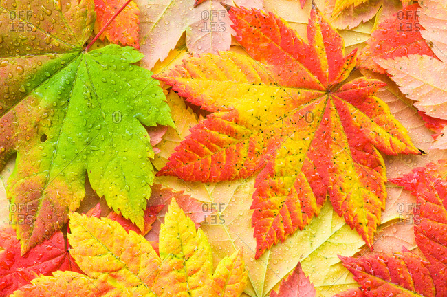 Raindrops collect on colorful vine maple Acer circinatum leaves in Autumn; Mount Rainier National Park, Washington