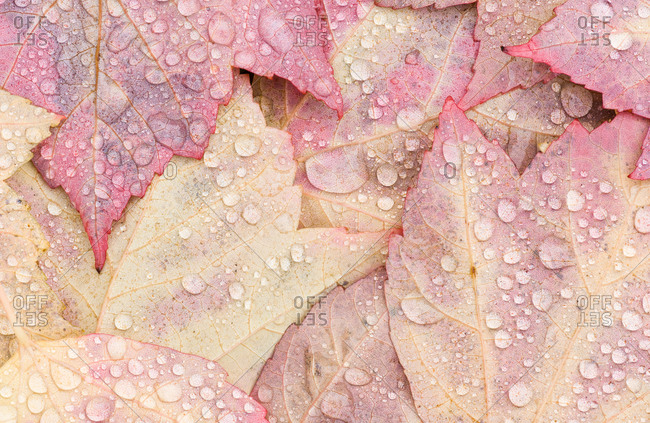 Closeup of the underside of Scarlet maple Acer rubrum leaves as they turn color in Autumn