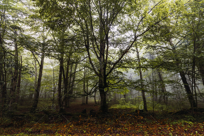 Scenic view of trees on thin trunks on hill in woods covered with mist in daylight