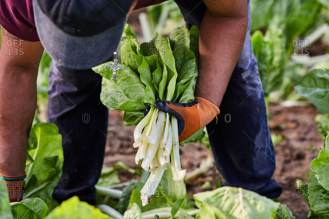 Unrecognizable crop male worker in gloves collecting fresh ripe lettuce on plantation on agricultural farm in summer