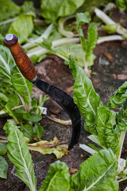 High angle of sharp bagging hook in soil with green lettuce growing on farm in village