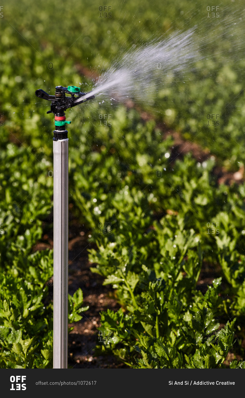 Modern irrigation system watering green plants growing on agricultural field in countryside on sunny day