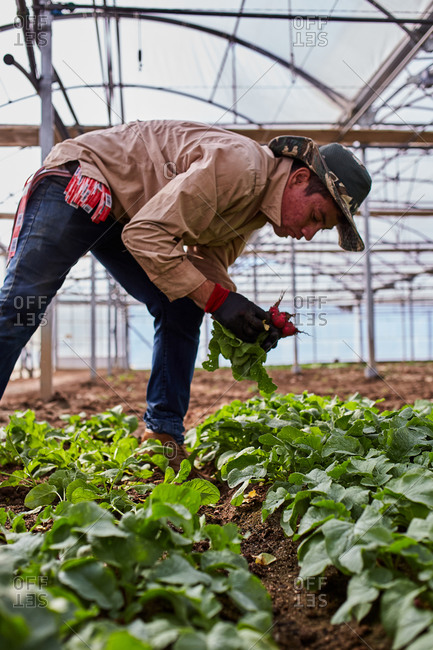Side view of male farmer picking ripe radish in glasshouse while working on farm in harvest season