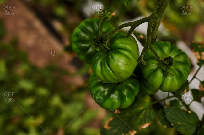 Low angle of bunch of delicious green tomatoes growing in greenhouse in countryside at daytime