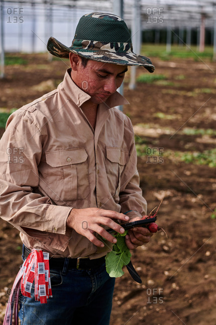 Ethnic male standing in hothouse with radish and browsing cellphone while having break during work on farm