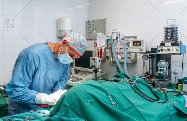 Veterinary surgeon performing a surgical procedure on a dog