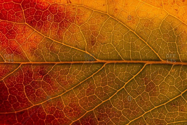 Macro background of colorful autumn dry leaf