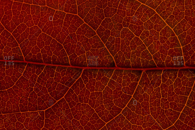 dry leaf stock photos - OFFSET