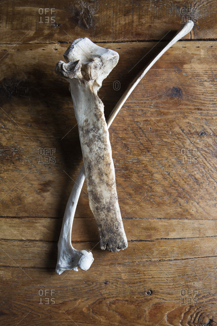 Overhead view of animal bone remains on a rustic wooden table