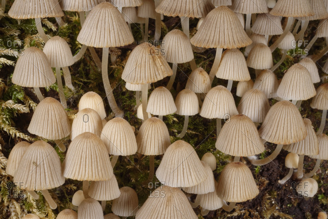 Fairies' bonnets (Fairy inkcap) fungi (Coprinellus disseminatus) clump on a rotting tree trunk, Gloucestershire, England, United Kingdom, Europe