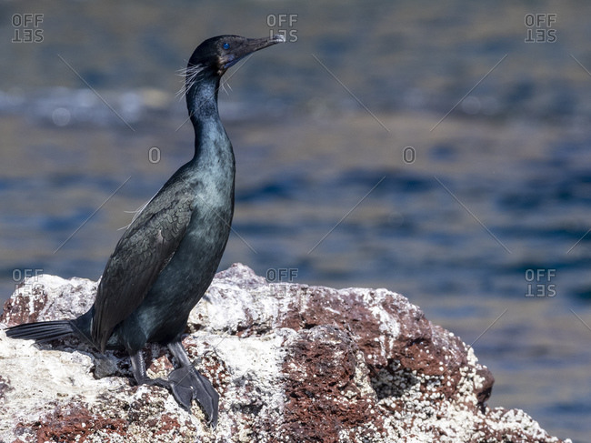 Adult Brandt's cormorant (Phalacrocorax penicillatus), Isla San Ildefonso, Baja California Sur, Mexico, North America