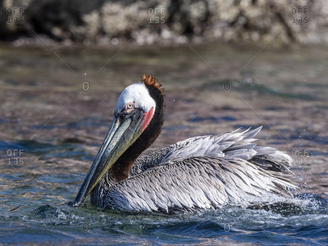 Adult brown pelican (Pelecanus occidentalis) cleaning, Isla San Ildefonso, Baja California Sur, Mexico, North America