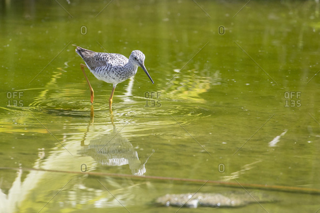 An adult greater yellowlegs (Tringa melanoleuca), wading in a stream in San Jose del Cabo, Baja California Sur, Mexico, North America