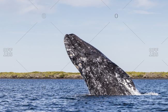 Adult California gray whale (Eschrichtius robustus) breaching in San Ignacio Lagoon, Baja California Sur, Mexico, North America