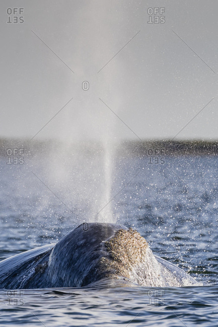 Adult California gray whale (Eschrichtius robustus) surfacing in San Ignacio Lagoon, Baja California Sur, Mexico, North America