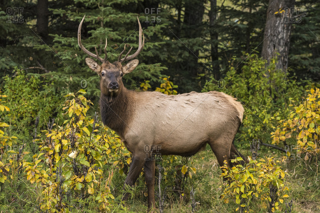 Bull Elk (Wapiti), Banff National Park, UNESCO World Heritage Site, Alberta, Canadian Rockies, Canada, North America