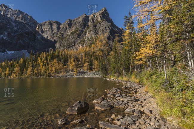 Arnica Lake in autumn with Larch trees and Mountains, Banff National Park, UNESCO World Heritage Site, Alberta, Canadian Rockies, Canada, North America