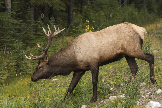 Bull Elk (Wapiti), Banff National Park, UNESCO World Heritage Site, Alberta, Canadian Rockies, Canada, North America