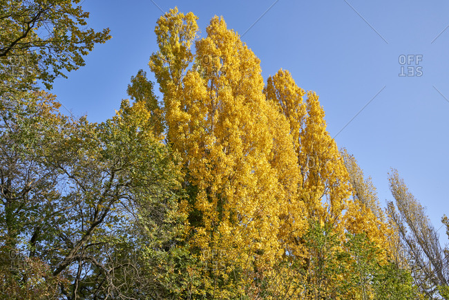 Colorful landscape of fall foliage against a bright blue sky in the Seaside Garden public park in Varna, Bulgaria