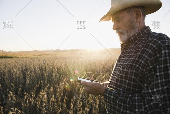 Senior male farmer reading text message on smartphone in soybean field, Plattsburg, Missouri, USA