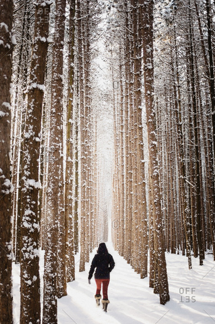 Woman walking through snow covered forest, Omemee Ontario Canada