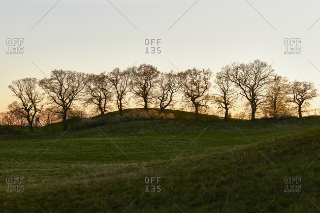 Germany, mecklenburg-west pomerania, landscape, evening, oak trees, row of trees