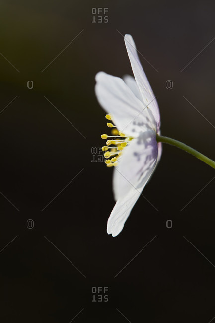 Wood anemone, anemone nemorosa, flowers