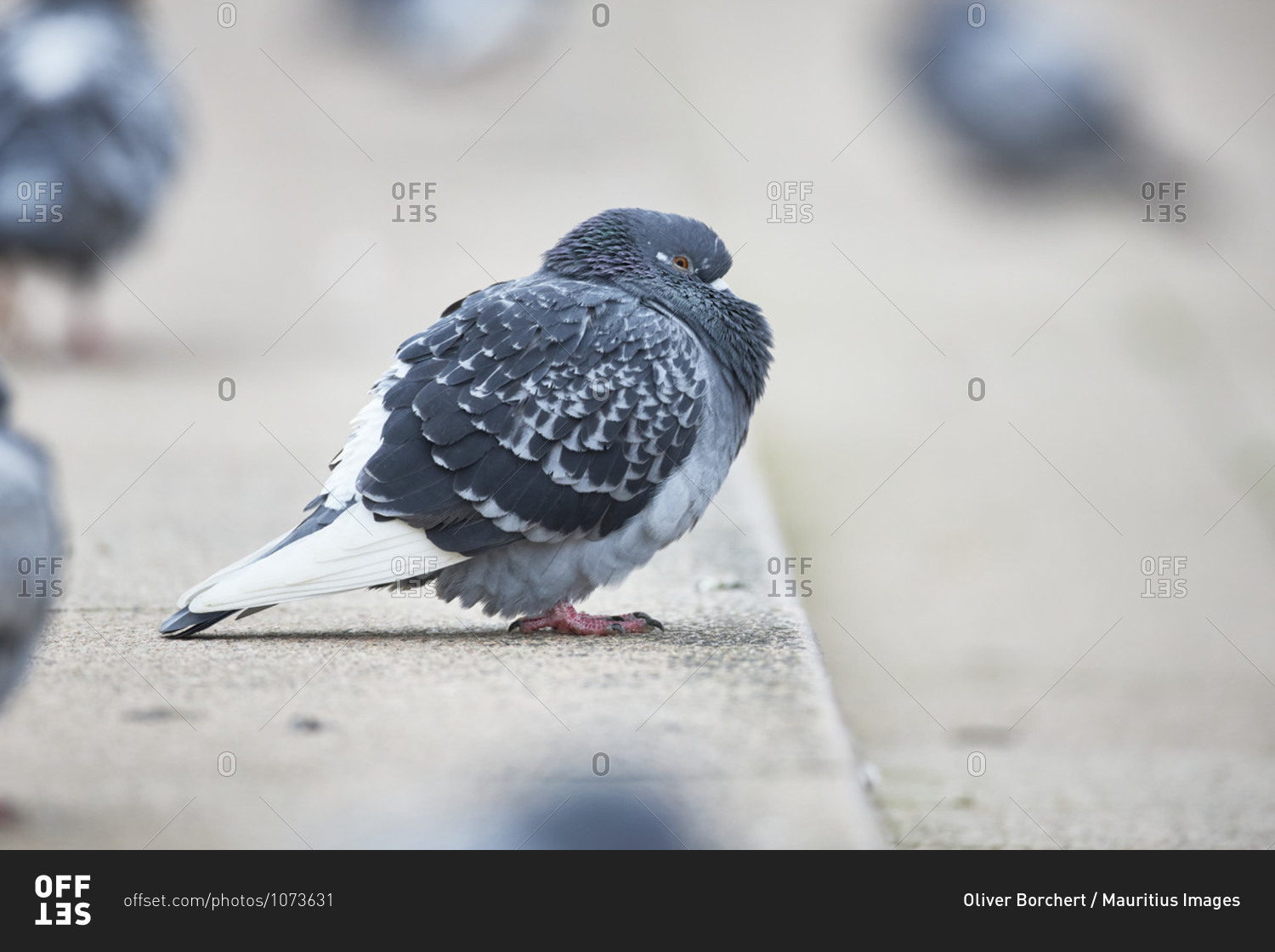 City pigeon in the street alone