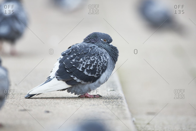 City pigeon in the street alone