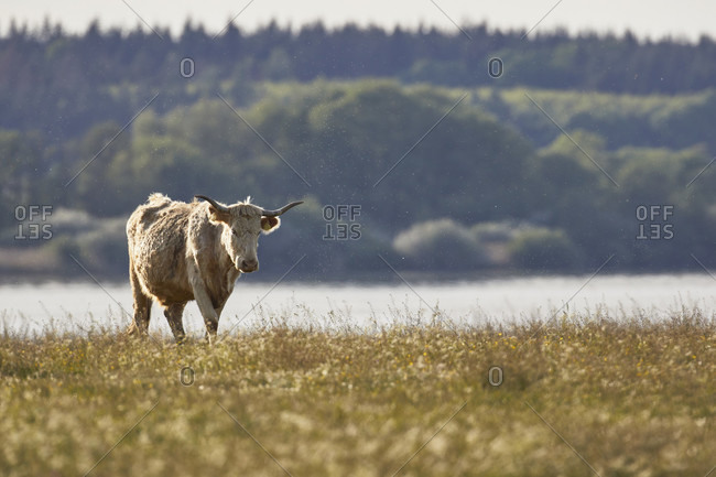 Cow grazing in a meadow