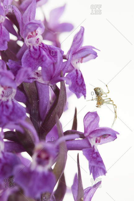 Brown ball spider, theridion imprint, broadleaf orchid, dactylorhiza majalis