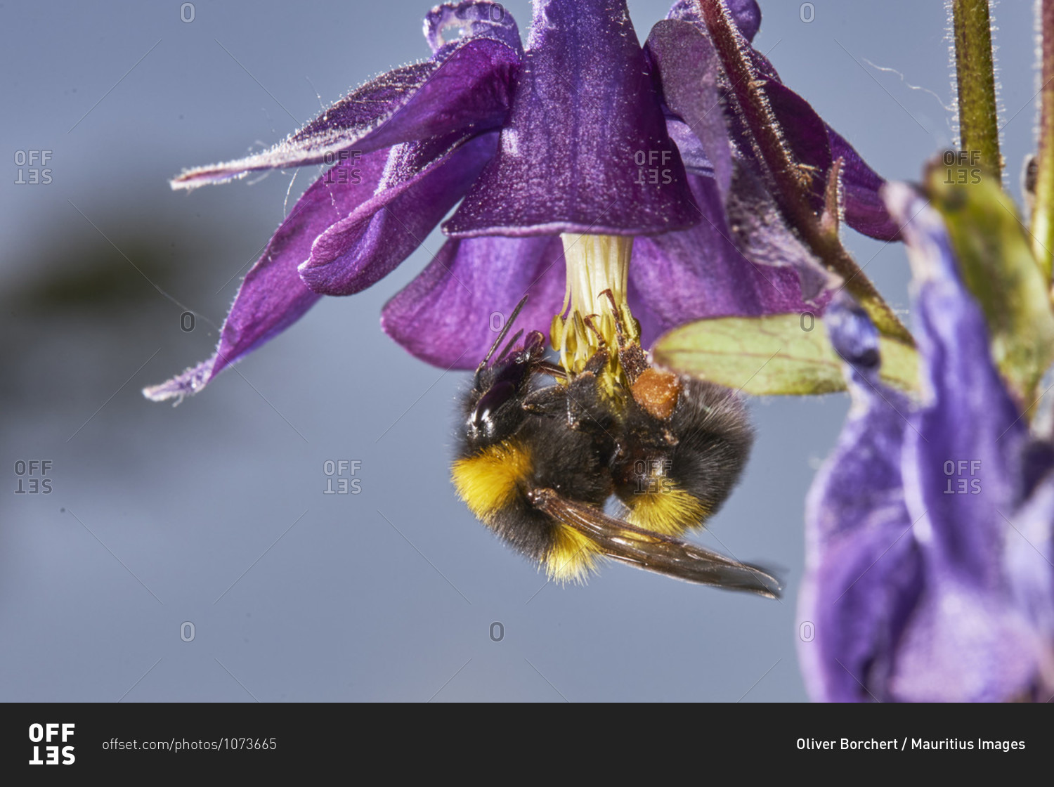 Bumblebee, garden bumblebee, bombus hortorum, columbine, blossom