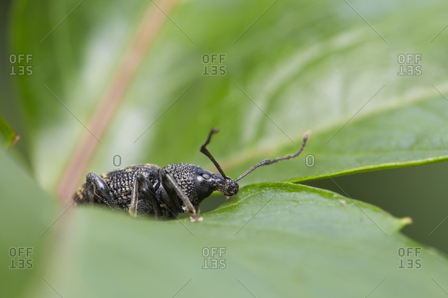 Weevil, furrowed weevil, otiorhynchus sulcatus