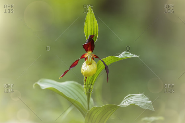 Lady's slipper orchid, cypripedium calceolus in nature, dolomites, belluno, veneto, italy