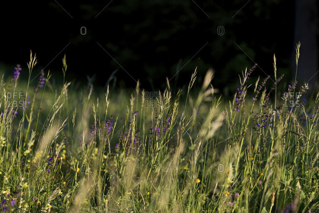 Spring meadow in may, hay fever, allergy, grass, meadow