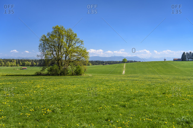 Germany, bavaria, upper bavaria, tiler land, dietramszell, foggenbeuern district, spring landscape against pre-alps