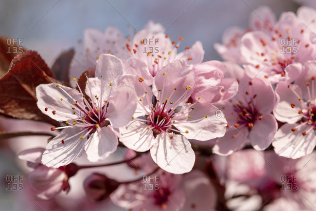 Close up of cherry blossoms