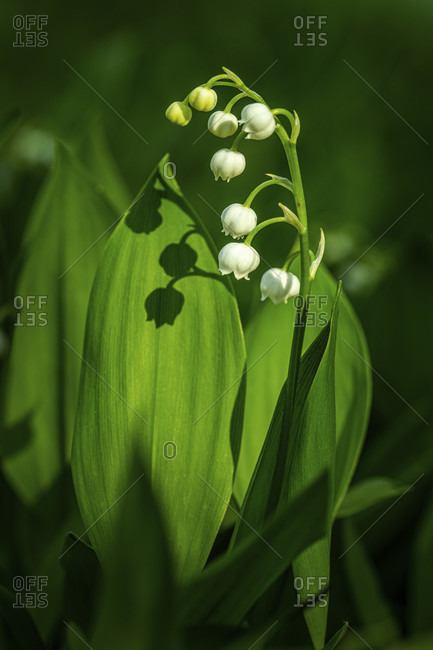 Lily of the valley, flower