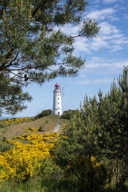 Germany, mecklenburg-west pomerania, hiddensee, yellow gorse blooms in front of the island's northern lighthouse.