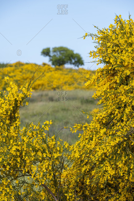 Yellow gorse bushes bloom on the island of hiddensee.