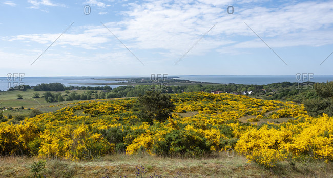 Every year there is an impressive natural spectacle on the island of hiddensee. half of the island is then bathed in a sunny yellow because the gorse is blooming.