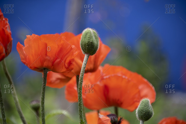 Poppy (papaver), aromatic herbs in the wild
