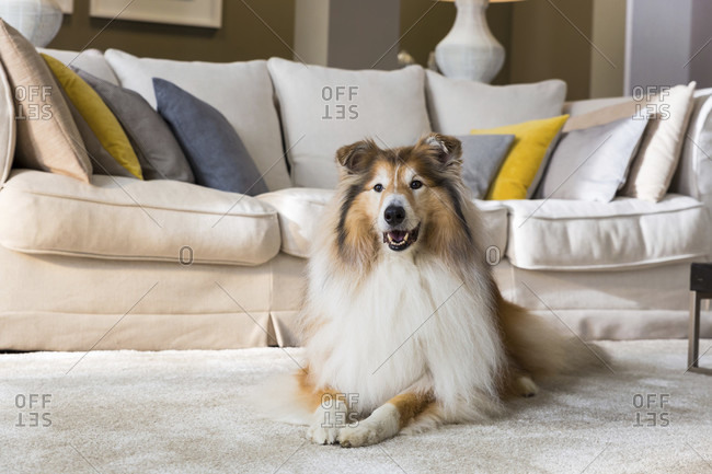 Dog, lying, carpet, living room, collie,