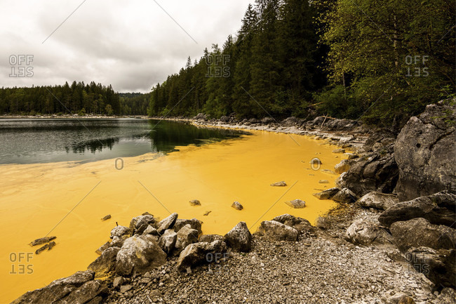 Pollen from spruces turns the banks of the eibsee at the zugspitze yellow, as if someone had poured buckets of paint into the beautiful natural lake. individual rocks protrude from it.