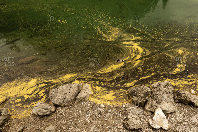 Pollen on the banks of the eibsee near the zugspitze in the wetterstein mountains turns the water yellow. a single duck drake swims across, while large stones line the shore.