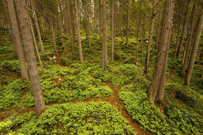 Forest path with fork between blueberry plants in the forest near the eibsee near garmisch-partenkirchen in the wetterstein mountains.