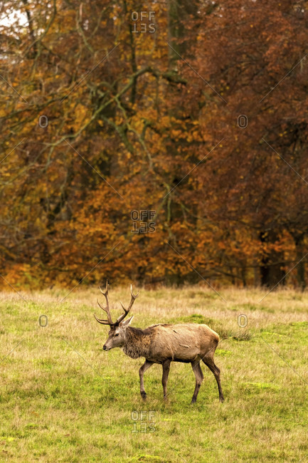 Fallow deer (dama dama) in a clearing in autumn