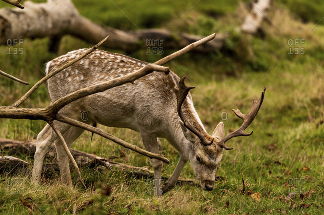 Fallow deer (dama dama) in a clearing in autumn